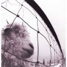 Vs. - Pearl Jam Vs. - Pearl Jam