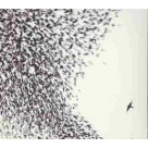 Sky Blue Sky - Wilco Sky Blue Sky - Wilco